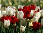 Red and white tulips