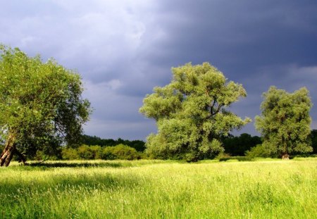 Field - field, tree, nature, grass