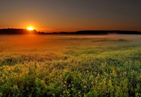 Sunset - sky, field, sunset, nature, grass