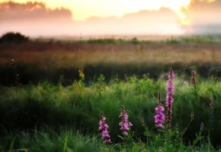 Touch of Lavender - lavender, nature, wild flowers, fields