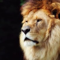 LION CLOSEUP