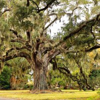 The Old Oak Tree