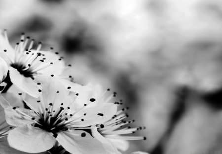 Delusion - flowers, image, black and withe, delusion