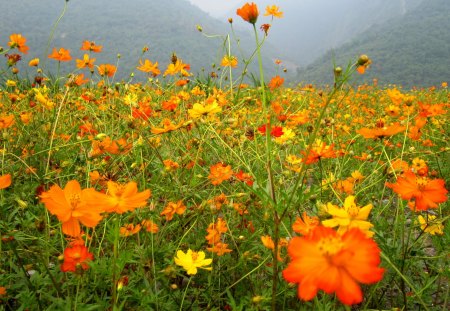 Cosmos flowers - countryside, yellow, mountain, cosmos flowers