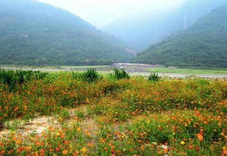 Cosmos flowers - countryside, mountain, yellow, cosmos flowers