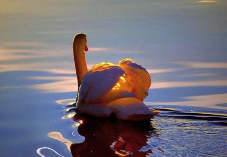 Caught in the sunset - sunset, water, rays, blue, swan, golden