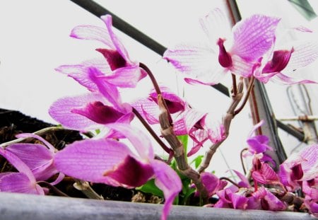 Ethereal orchid - ethereal, orchid, pink, pretty