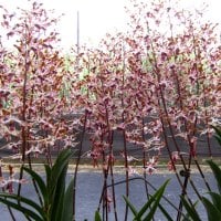 Slim elongated orchids