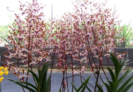 Slim elongated orchids - orchids, elongated, lovely, slim