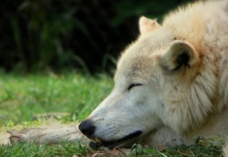 Sleeping Wolf - wilderness, predator, tired, arctic, hunter