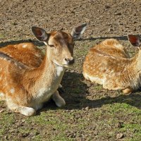 Beautiful Deer Pair