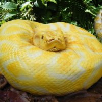 Albino Burmese Python