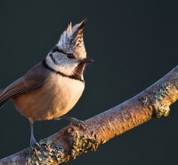 Cute Bird on a Tree