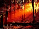 beautifull sunset in the forest...