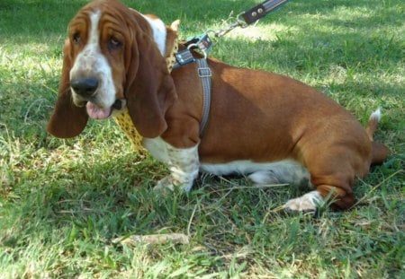 Basset Hound Busther - cao, basset, dog, busther