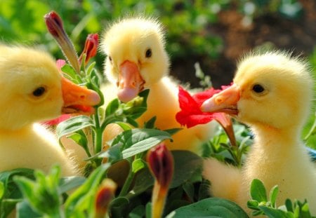 Friendly conversation - yellow, adorablle, conversation, grass, meadow, lovely, sweet, flowers, fluffy, nature, green, garden, cute, friends, ducks