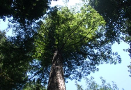 Muir Woods - trees, rise of the planet of the apes, nature, forest, muir woods