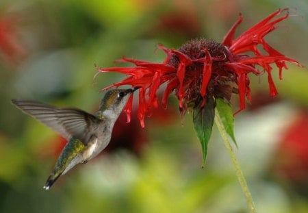 BEIJA - FLOR - fauna, animal, ave, natureza, passaro, flora, flor