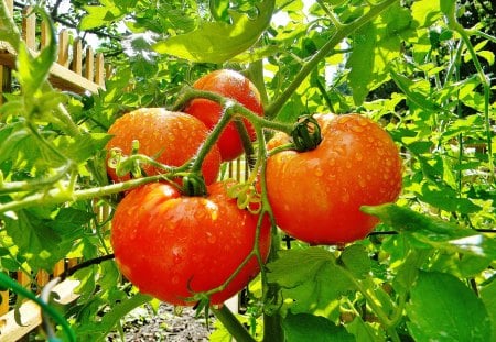 Fruits from my garden - cottage, vegetables, gardens, tomatoes