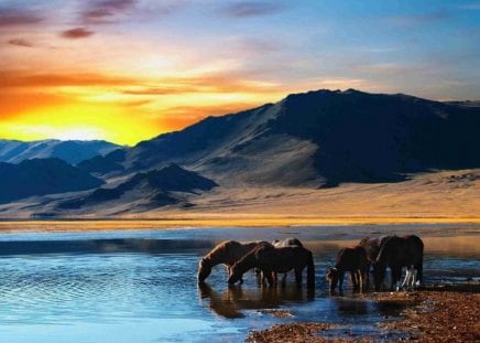 The Water Hole - sunset, water, horses, blue