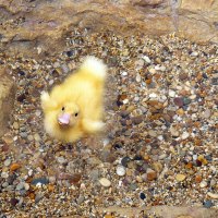 Baby Duck on Clear Water