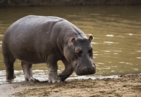 Hippopotamus - walking, water, hippopotamus, feeding