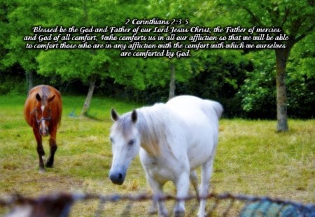 Comfort - animals, god, bible verses, horses, jesus, scriptures, horse, holy spirit, bible, comfort