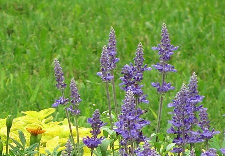 Pretty to See - nature, purple, flower bed, wildflowers