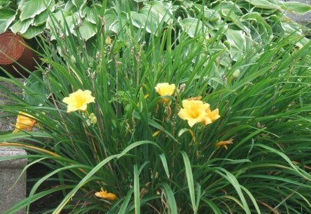 saying hello - green, flowers, yellow, leafs