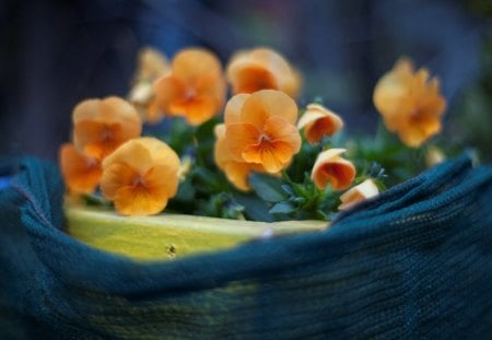 Magic Blossomâ™¥ - close up, fresh, complementary, magic, nature, pansy, positive, blue, beautiful, blossom, orange, flowers, energy