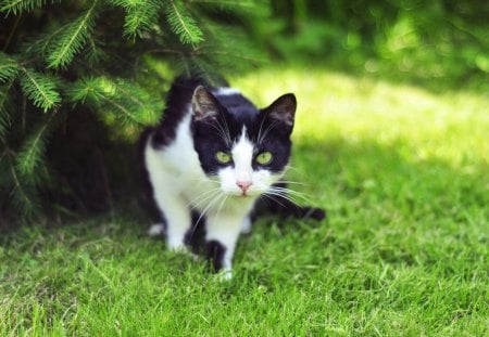 Smart Cat - nature, green, eyes, smart, grass, black and white