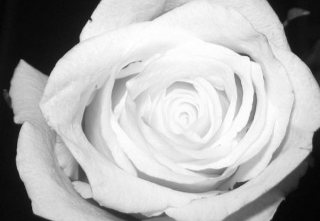 White rose - white, white rose, petals, delicate, tender, rose, flower, pure