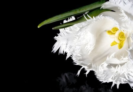 Tulip - flower, delicate, petals, tenderness, soft, tulip, sweet, white tulip