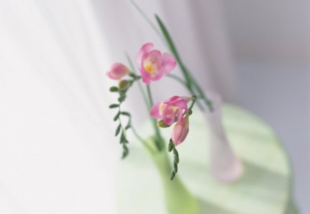 LITTLE FREESIA - white, freesias, posies, pink, flowers