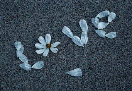 love - love, ground, flower, petals