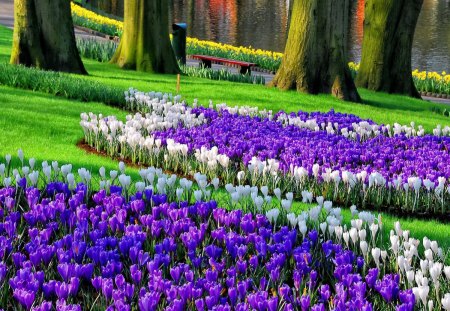 Lovely park flowers - nice, lakeshore, trees, riverbank, greenery, tulips, bench, calm, pretty, peacefiul, river, green, alleys, grass, garden, relax, harmony, lake, park, lovely, nature, floral, beautiful, rest, flowers