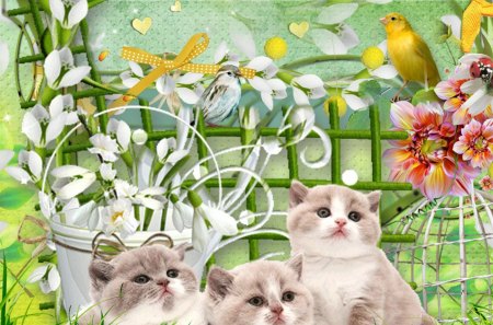 Summer Trio - bird, summer, grass, spring, leaves, flowers, kittens, kitten, ribbon, cats, kitties, bird cage, cuddly, sweet, fleurs, cat, cute, bucket, bow, kitty