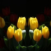 Tulips