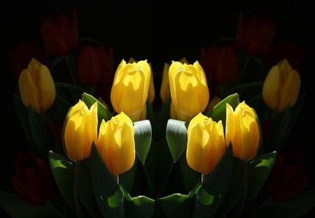 Tulips - nature, tulips, flowers, yellow