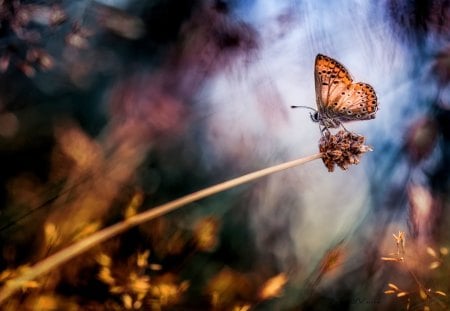 LOVELY BUTTERFLY - plant, bokeh, butterfly, macro