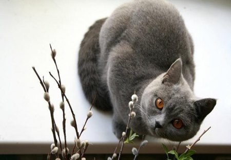 Cat - cats, grey, kittens, animals