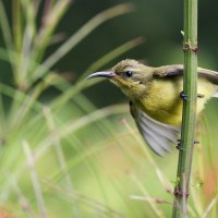Cute Little Bird on a Stalk