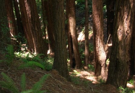 Muir Woods - trees, rise of the planet of the apes, forest, muir woods, redwood