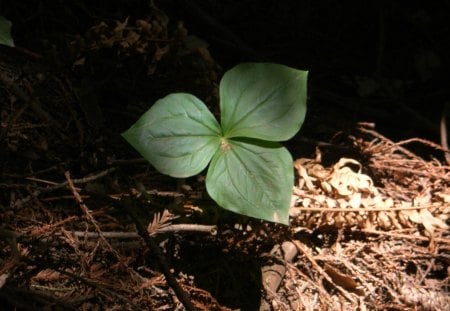 Three Leaf Foliage in Muir Woods - muir woods, forest, plant, foliage