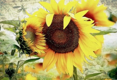 sunflowers - nature, image, sunflowers, flowers