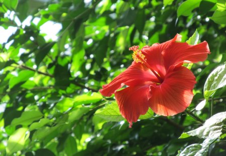 Glowing Hibiscus - hibiscus, ghouls, glowing, and, red, flowers, ghosts