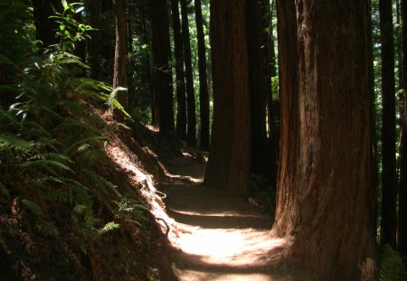 Pathway Muir Woods - redwoods, rise of the planet of the apes, muir woods, forest