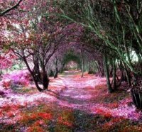 Colored Tree Tunnel