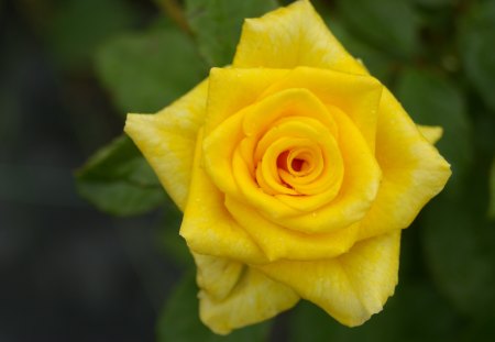 Yellow for Friendship♥ - yellow, forever, beautiful, love, precious, flowers, nature, green, garden, rose, ocassion