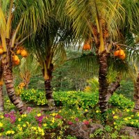 Palm Trees, Coconuts and Flowers